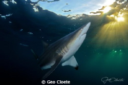 Admiring the Sun
Black Tip Shark photographed close to A... by Geo Cloete 